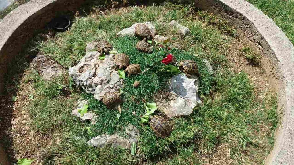 Agrotourism Galic Krka Hotel Drinovci Exterior foto
